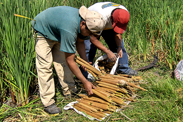 laboratorio de ecología